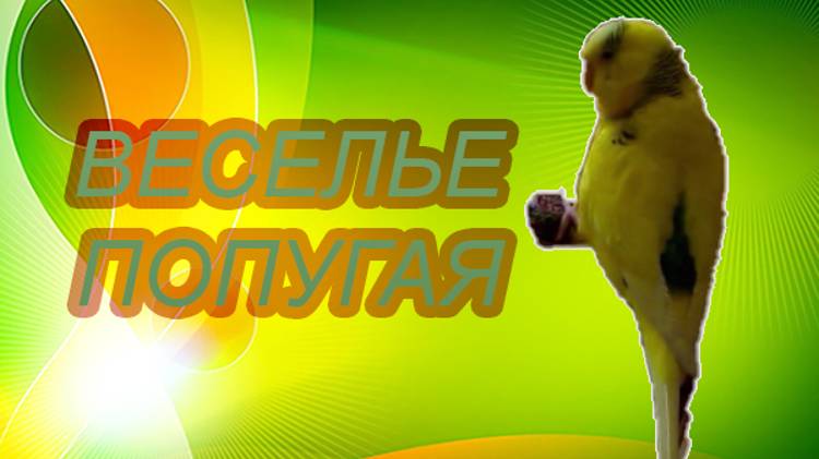 БЕЗУДЕРЖНОЕ ВЕСЕЛЬЕ ПОПУГАЯ! КАК ВЕСЕЛИТСЯ ПОПУГАЙ!
