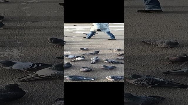 Дикие голуби в Челябинске, атакуют без причин