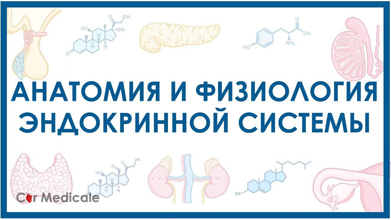 Эндокринная система кратко - основные железы и гормоны, физиология и анатомия