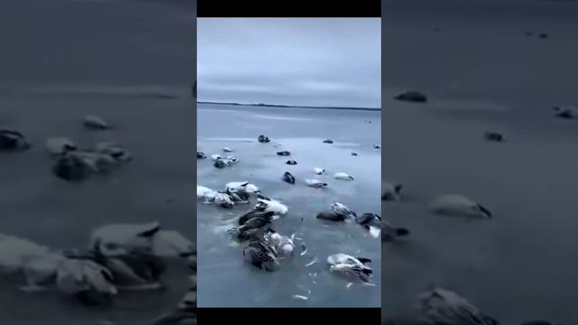 Массовая гибель уток 🦆 #утки #лёд #зима #рыбалка #озеро #fishing #река #рыбаки #рыбак