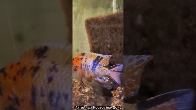 аулонокара мультиколор