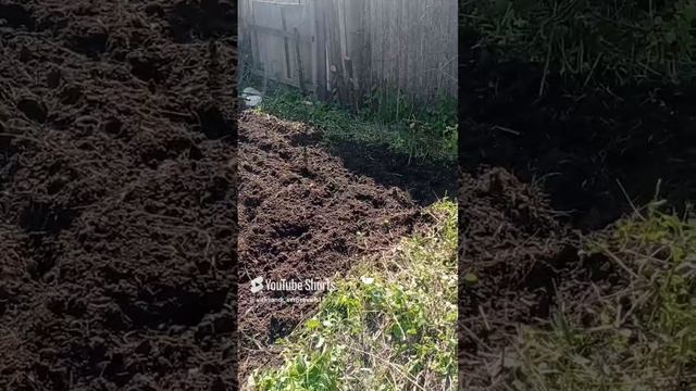 На запущенном участке поднимаю целину
