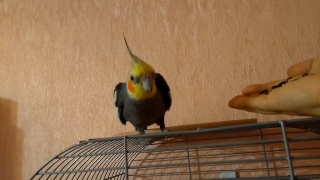 Танцы попугая кореллы Ричи Dancing cockatiel Richie