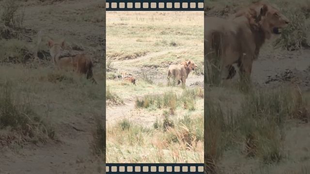 A jackal tries to scavenge from a carcass that lions have hunted.