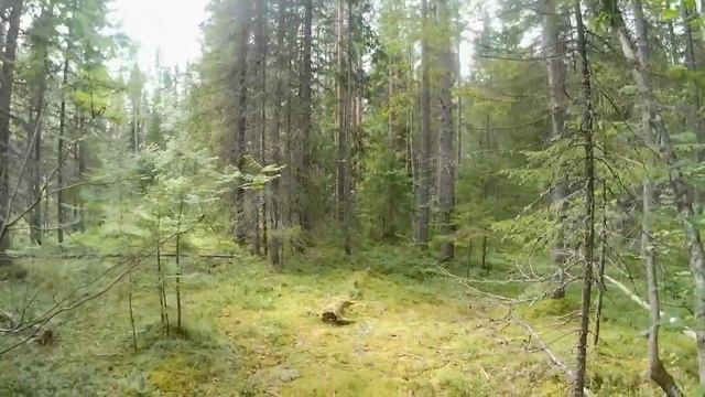 Первые похождения в Карелии. Первые дни отпуска. Первые грибы. #подпишись #карелия#followme