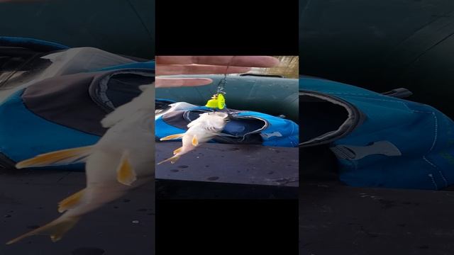 1000010613.mp4