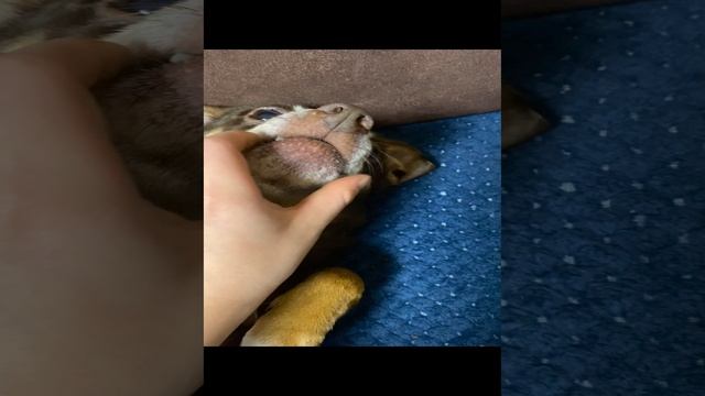 Игривая