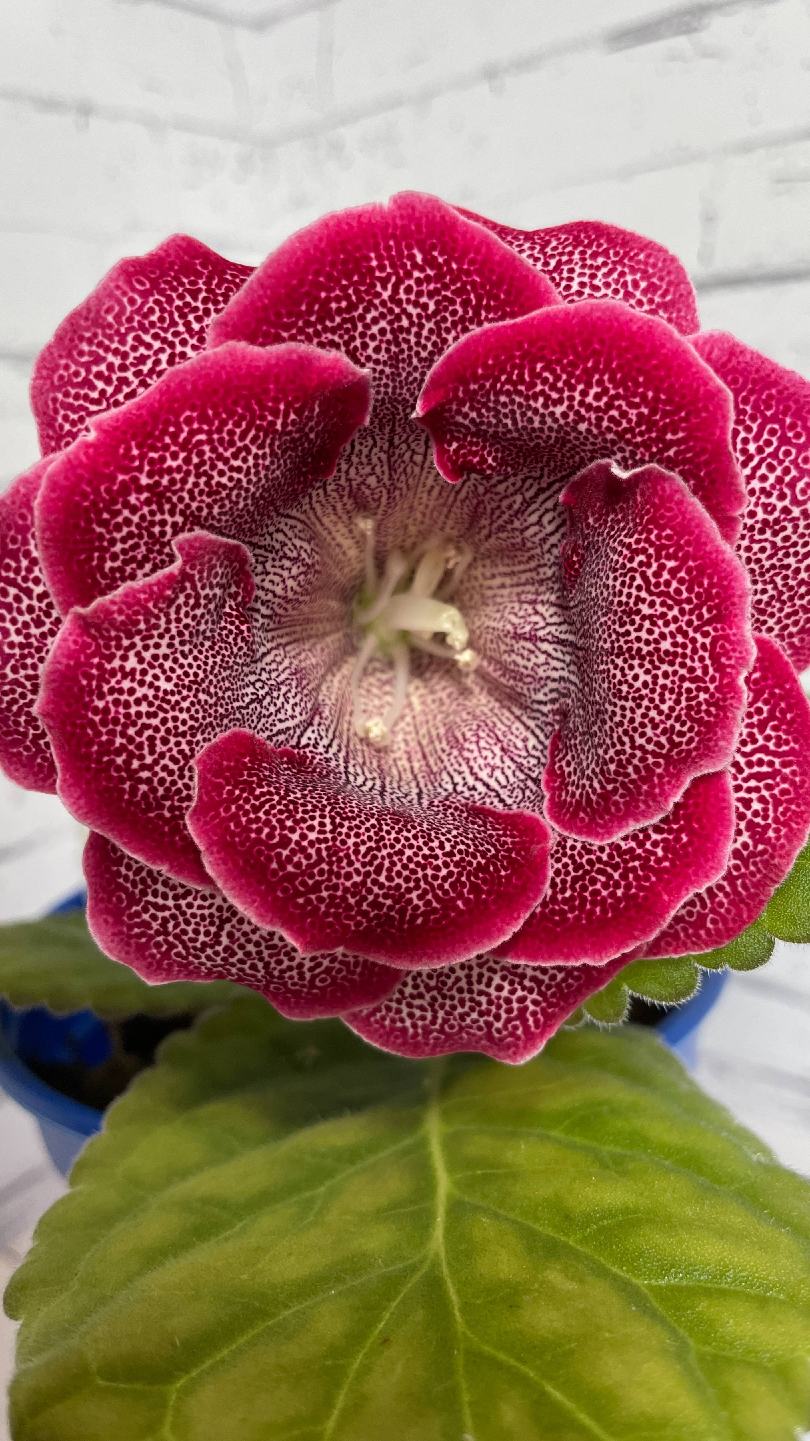 Глоксиния ВИ Бранденбургский концерт