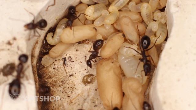 Camponotus largiceps - переселение