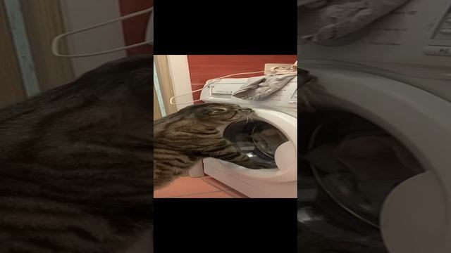 Вислоухий шотландец Оскар