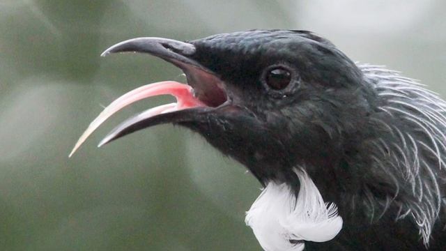 Brevirostruavis - The Long-tongued Enantiornitheans