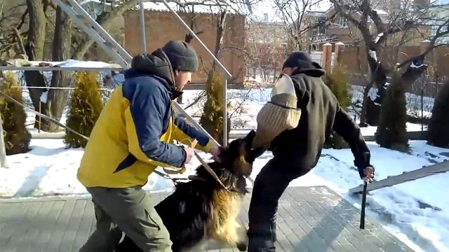 Дог Хаус РнД /КС/