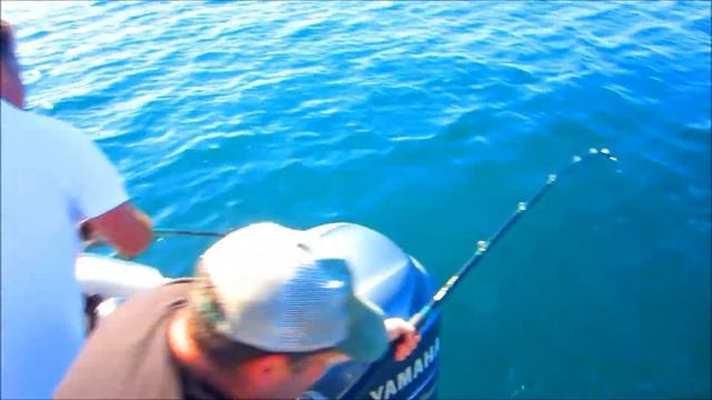 HALIBUT RELEASING $3500 WORTH !!!!!