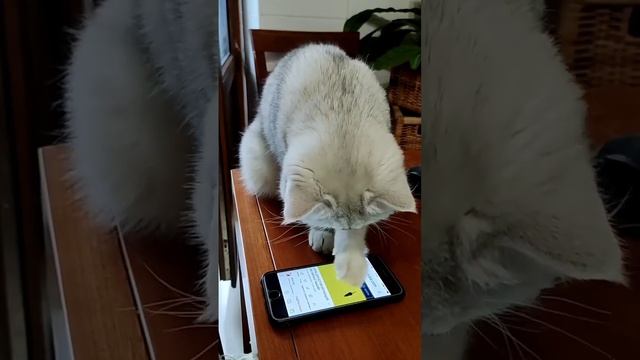 Наш Кот :) #shorts