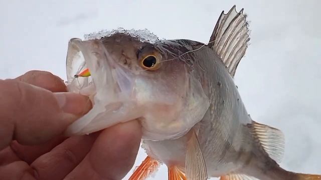 Окунь на мормышку