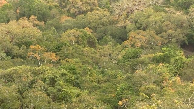 Jungles Canopy. Крона джунглей (1252sp)