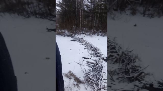 07.12.2024 Бобровая плотина