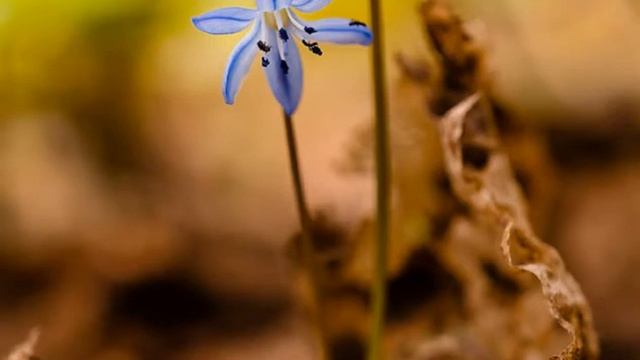аудиокнига Школа внетелесных путешествий 22