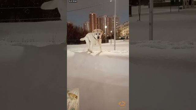 Царица горы