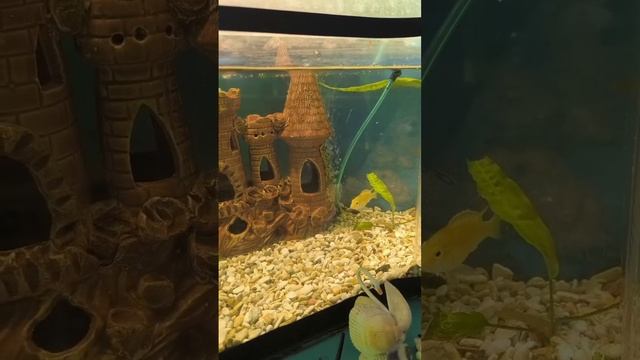 цихлиды еллоу