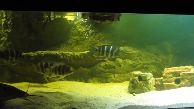 Tanganyika WF 1350L - Cyphotilapia Gibberosa Moba Blue Zair Community