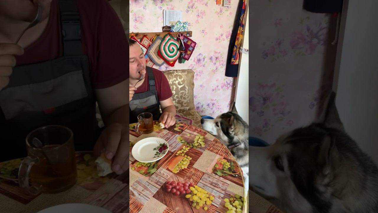 #хаски Брюлик и сосиска