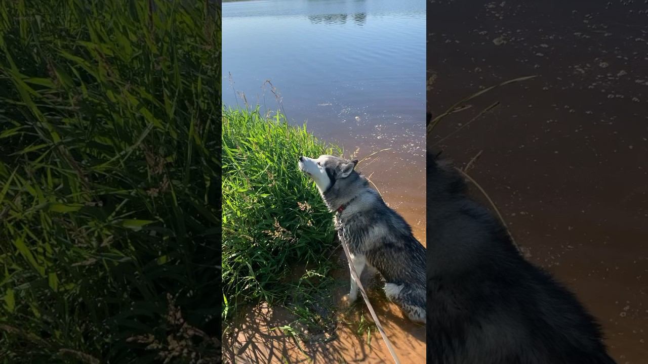 Что делал пёс когда на речку пришёл?  Травку щипал !  #хаски Брюлик #собака #shorts