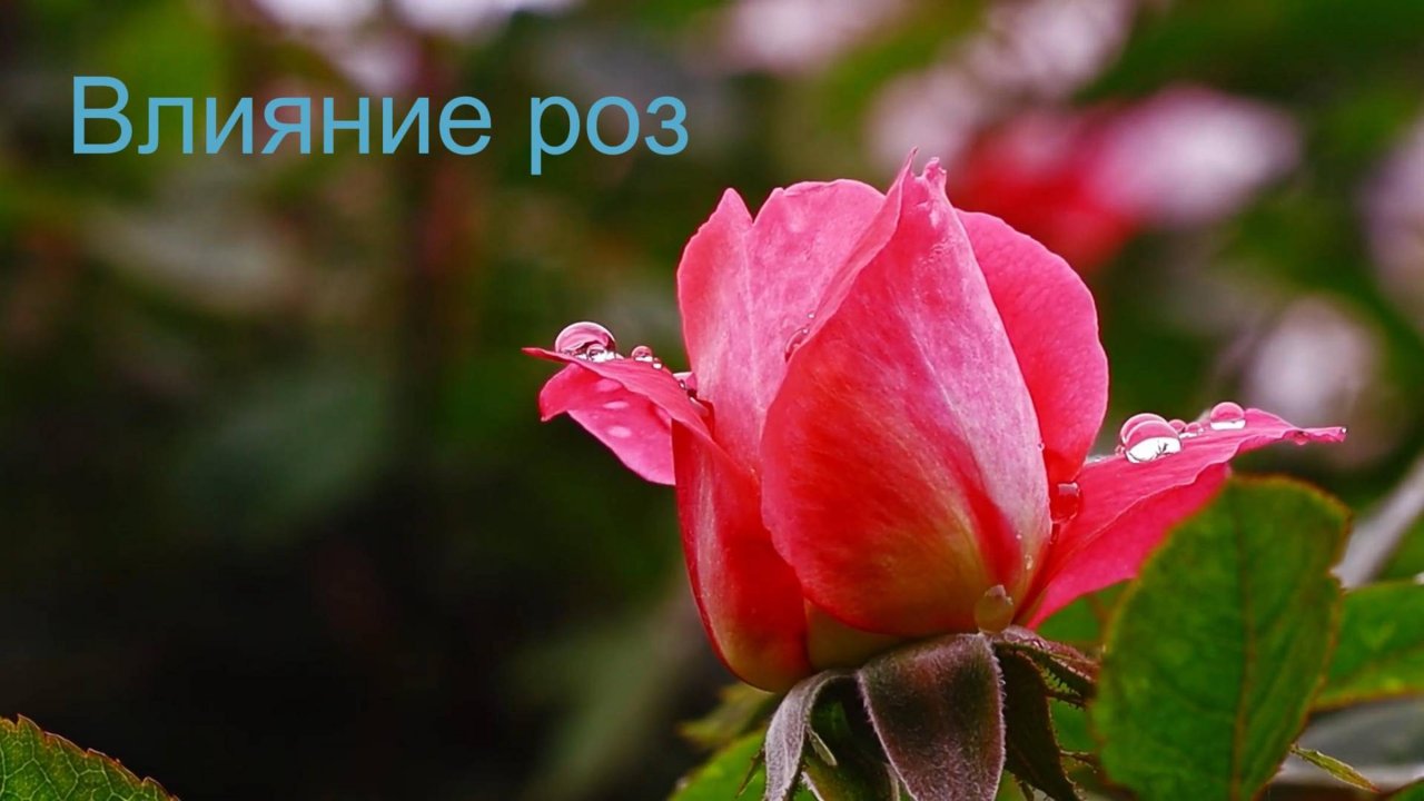 Релакс с розами 2. Приятная музыка.