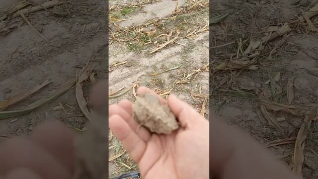 копаю на распашке