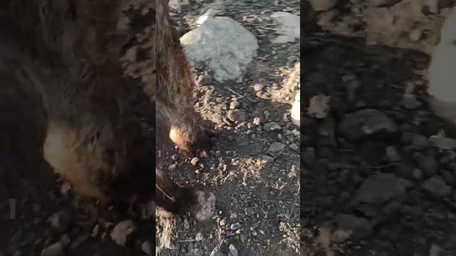 кто хотел видеть рыжего пожалуйста #содержаниесвиней