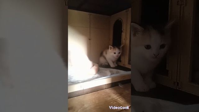 когда решил поиграть с младший сестрой