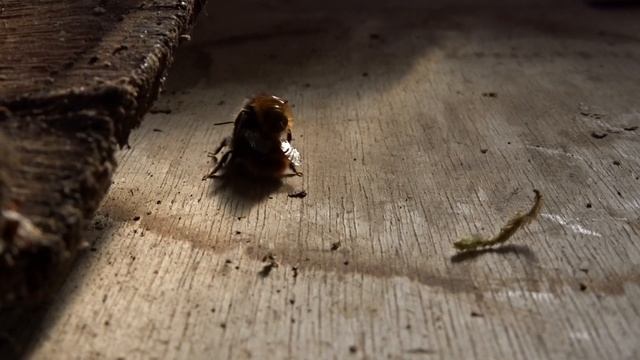 Emergence des femelles osmia cornuta, la cour du mâle