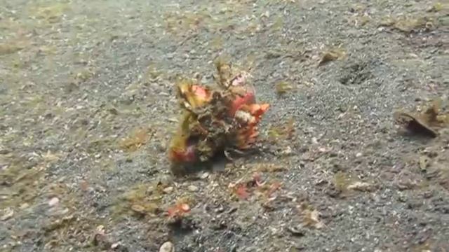 Spiny Devil Fish