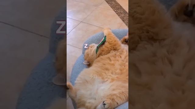 Коты.mp4
