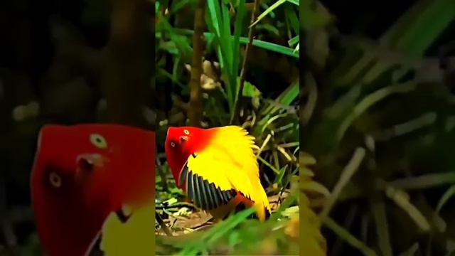 Милое видео