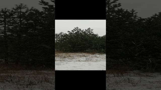 Воскресный снегопад.