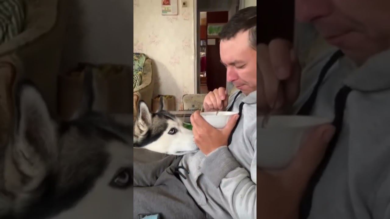 Хаски Брюлик попрашайка