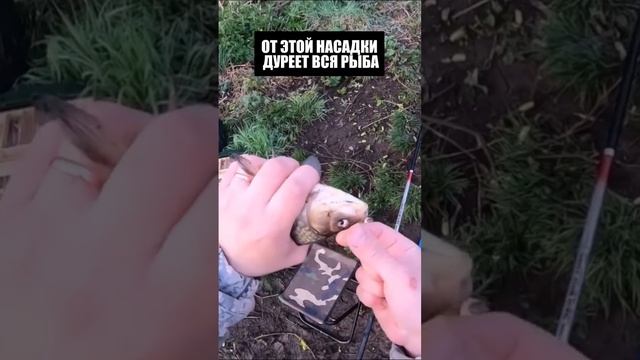 Это этой насадки ДУРЕЕТ ВСЯ РЫБА