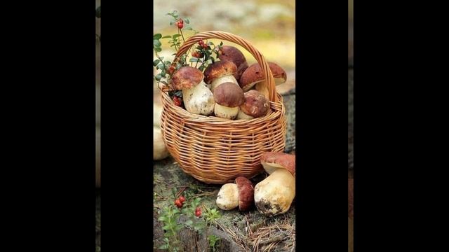 познавательное видео о грибах 🍄