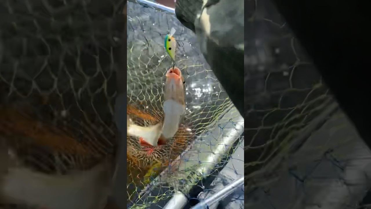 Здоровенный ЯЗЬ!!! #рыбалка