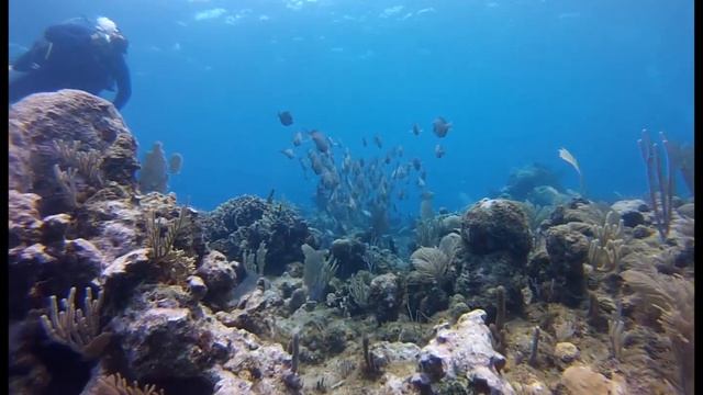 Utila - Blue Tang & Surgeonfish Schools