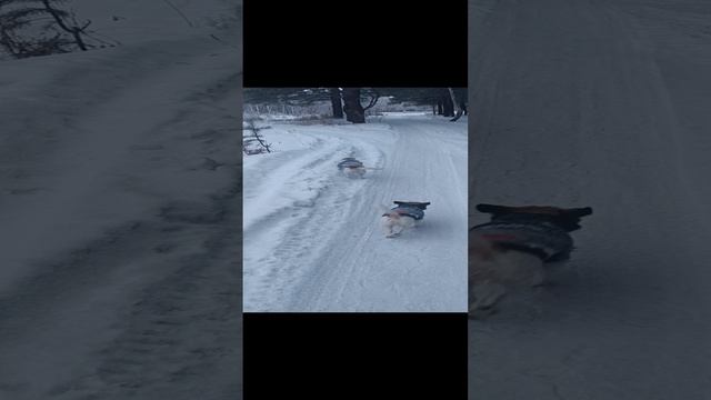 БульМиша зимние скачки