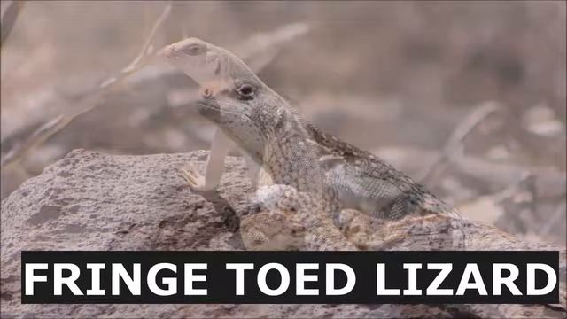 LIZARDS OF THE DESERT