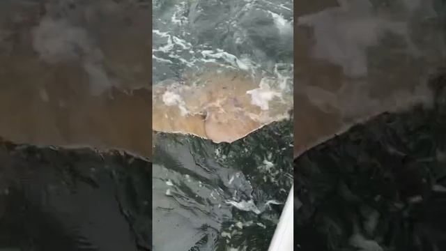 Massive stingray attacking the boat!