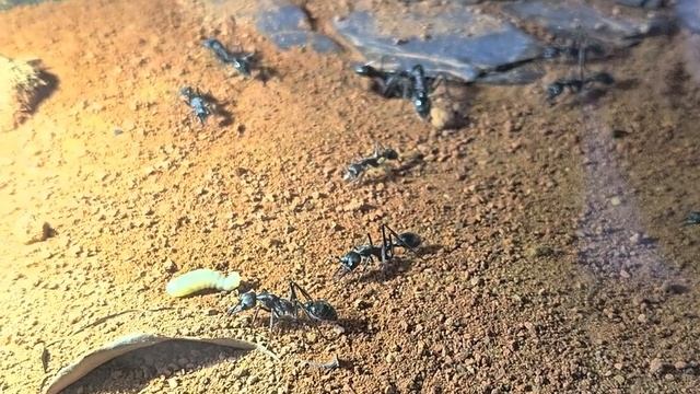 Myrmecia Pyriformis - Larven