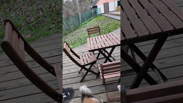 Кот обожрался