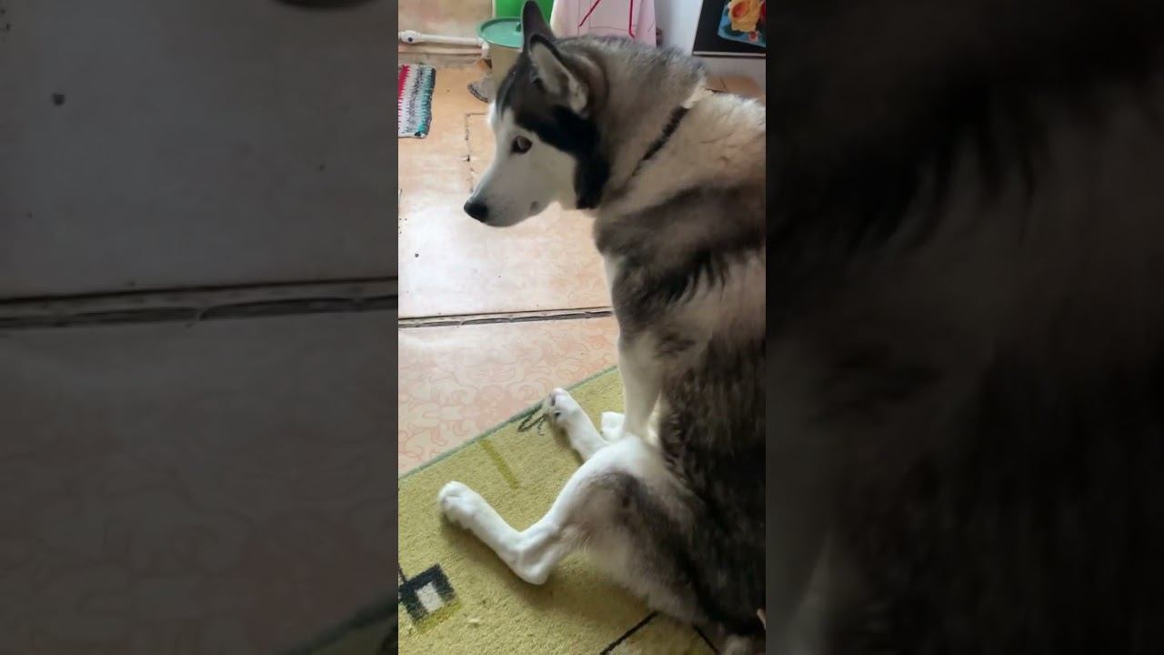 Родной хвостик #хаски #щенок #собака #БрюликиЛиска #puppy #dog #funnydogs