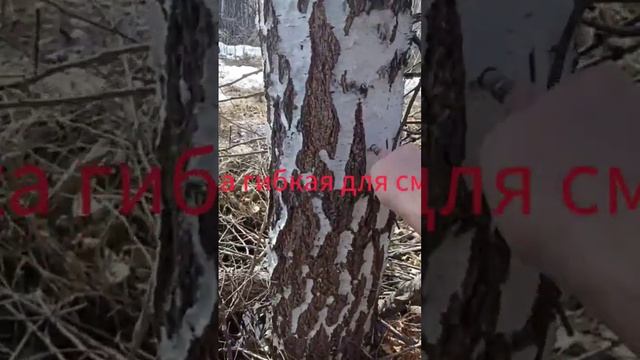 Сбор Березового сока!!!Такого способа вы ещё не видели !!!!