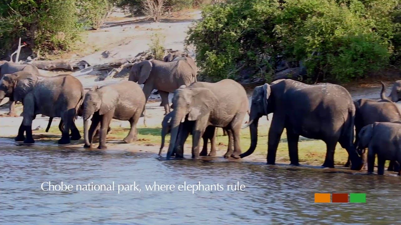 Chobe National Park Video