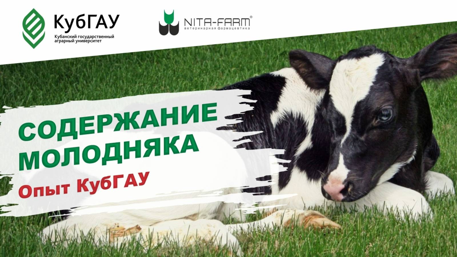 Содержание телят в УОХ "Краснодарское" - интервью с главным ветеринарным врачом